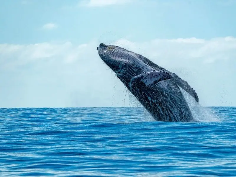 Whale Watching