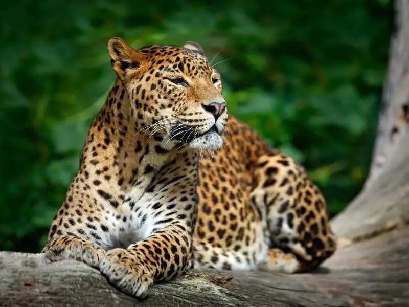 Leopard Safari Yala