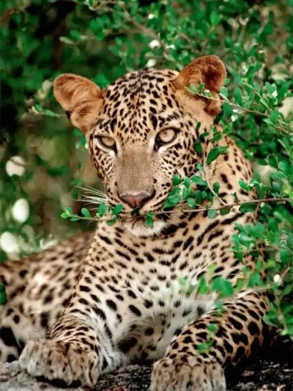 Wild Yala Safari