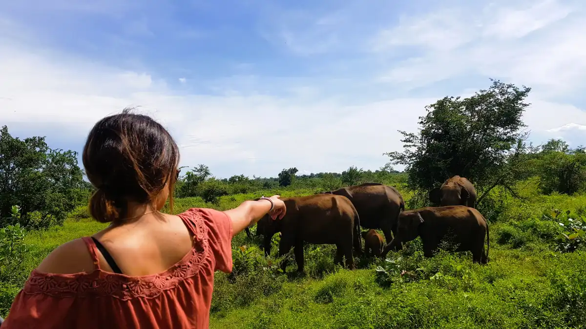 Traveler watching wild elephants during a safari in Sri Lanka
