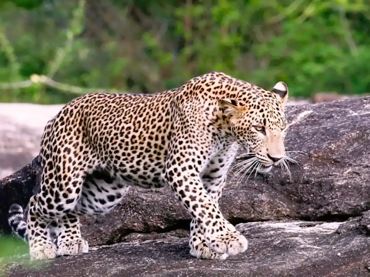 Yala National Park all-inclusive private evening safari by 4x4 jeep