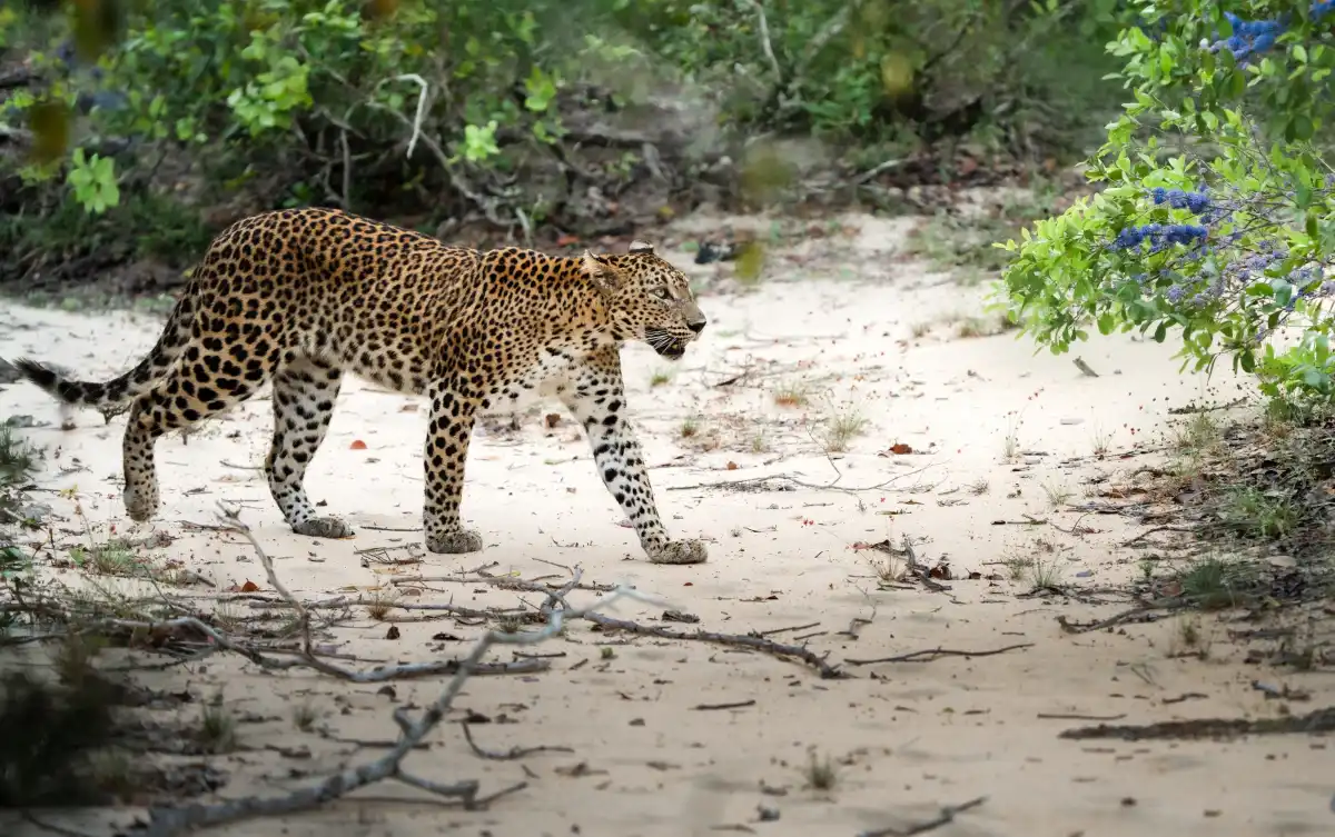 All-inclusive Yala National Park morning safari by private 4x4 jeep