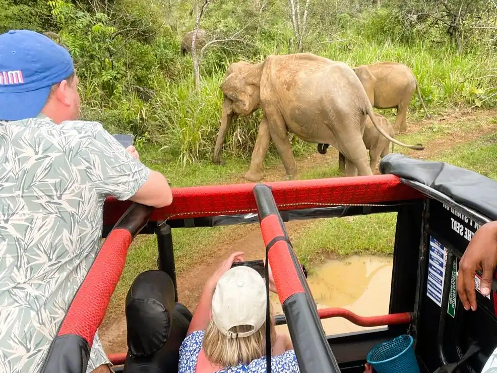 Minneriya National Park Morning Safari