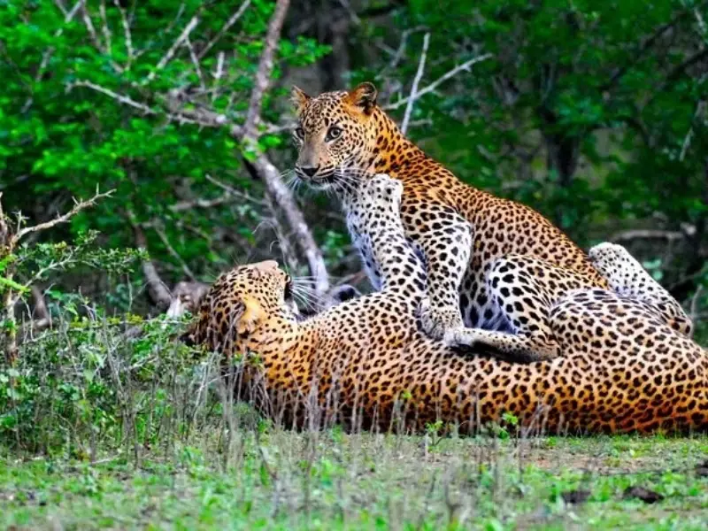 Best of Sri Lanka (10 Days)
