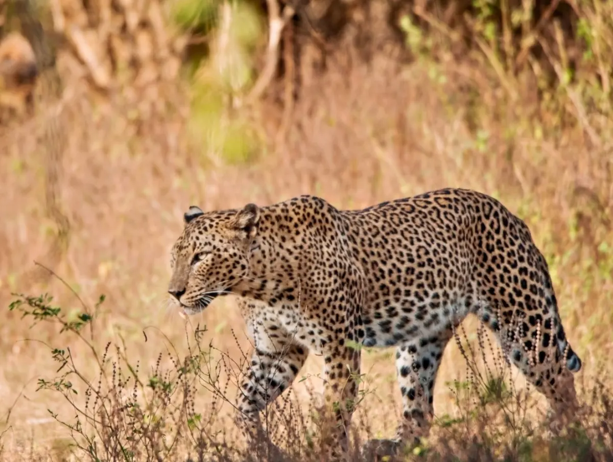 Yala National Park all-inclusive full-day safari by private jeep