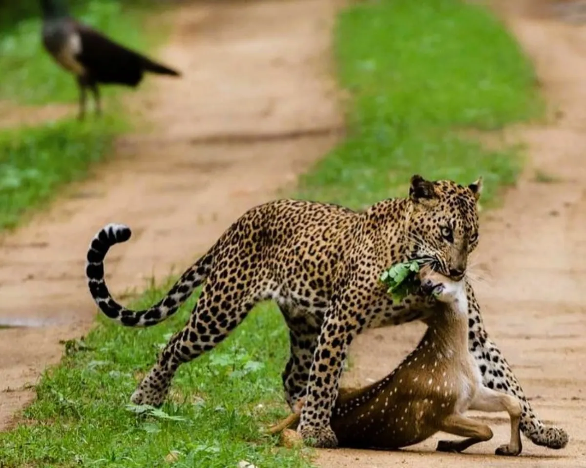 Wilpattu National Park Full Day Safari private jeep safari