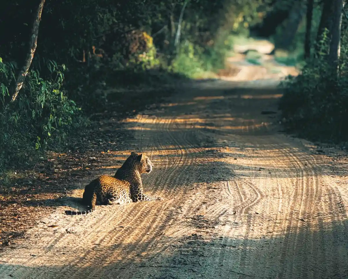 Wilpattu National Park Morning Safari private jeep safari