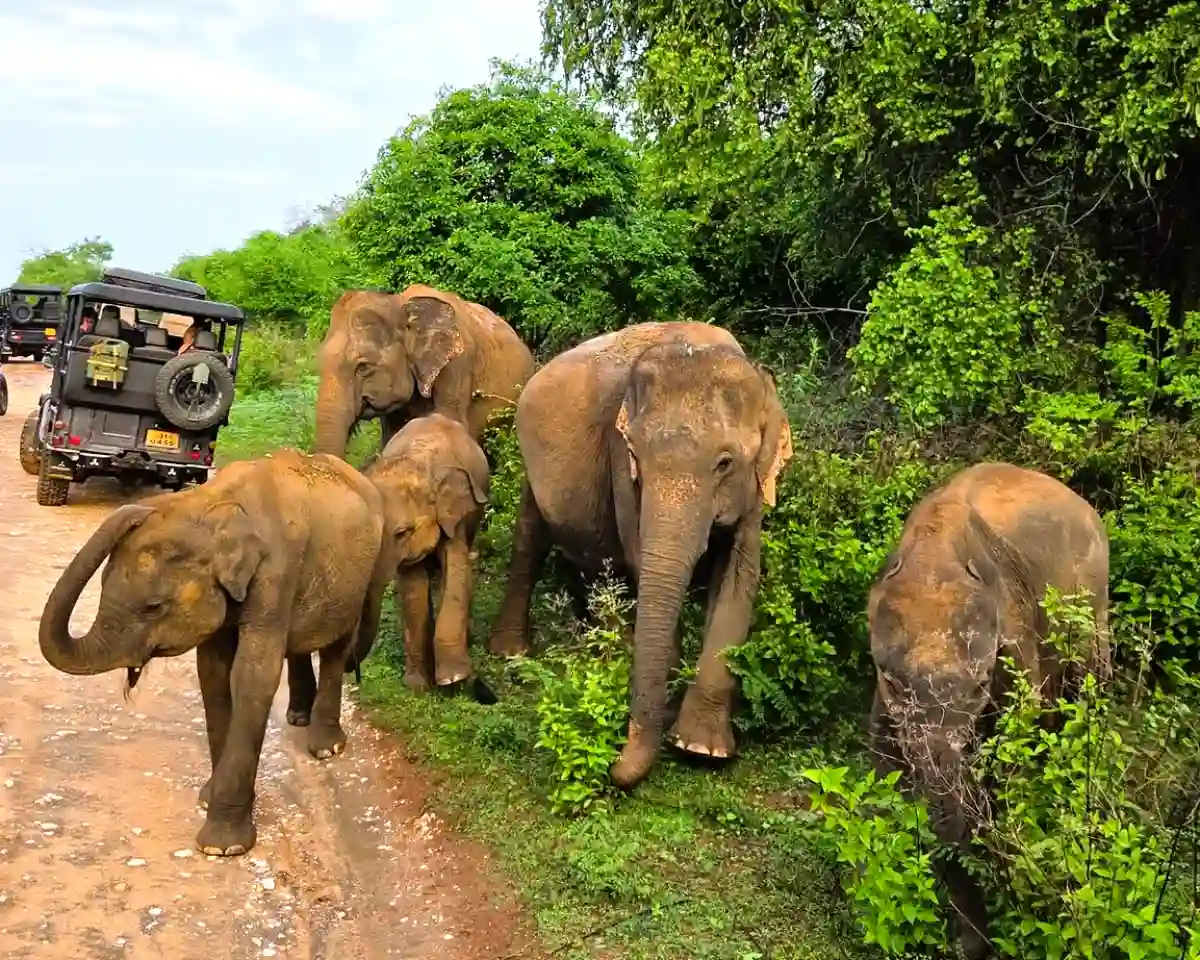 Udawalawe National Park Full Day Safari all-inclusive private jeep safari