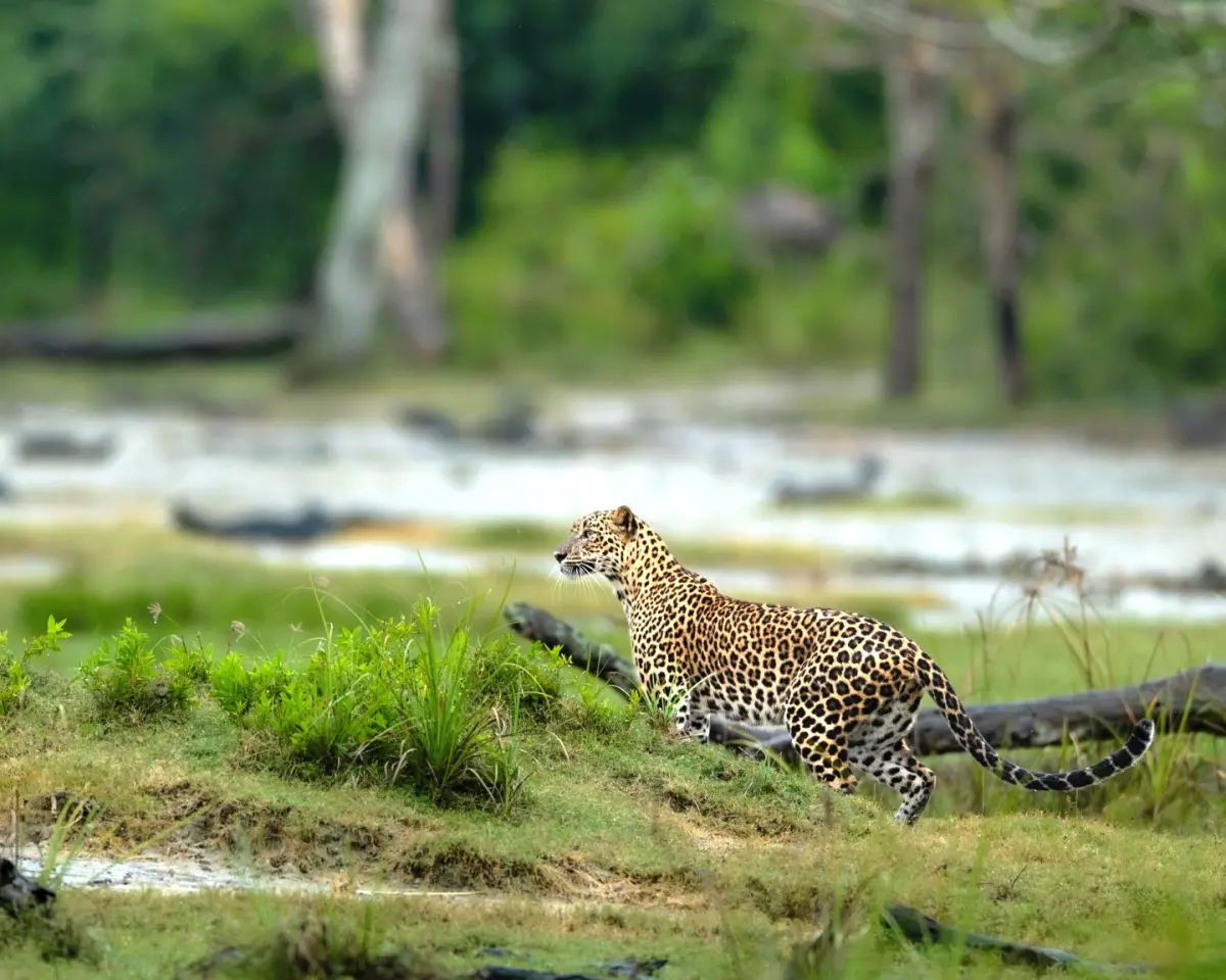 Wilpattu National Park Evening Safari private jeep safari